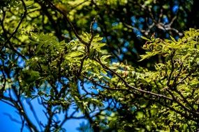 fresh green foliage of a tree