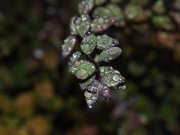 Dew Drops on a plant