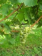 green Grapes in vineyards closeup