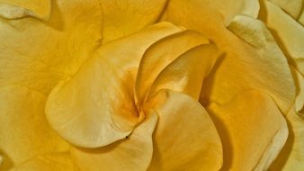Close-up of the beautiful yellow rose flower