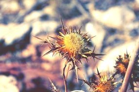 Macro photo of the beautiful Maquis flowers