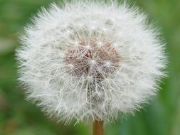 natural dandelion white seeds