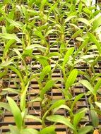 Orchid Flower green sprouts