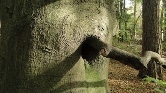 branch and trunk of a mighty tree