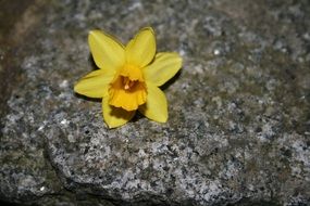 Daffodil Flourished