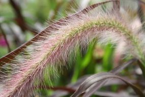 Grasses Reed Bordeaux close-up on blurred background