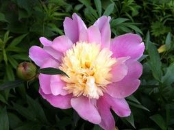 multicolored flower in the garden