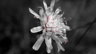 Flower Black And White