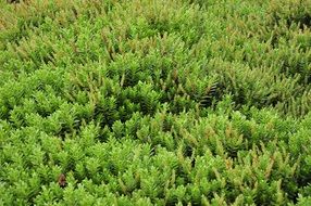 thickets of green plants