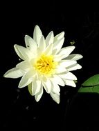 white water lily on a pond close-up