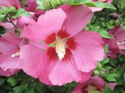 Rose of Sharon close up