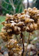 closeup photo of Hydrangea Autumn Flowers