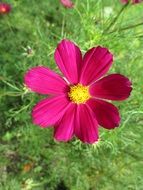 pink flower on a green meadow