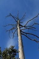 bottom view of tall dead maiden against the blue sky