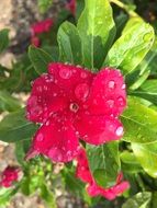 Close up picture of Raindrops are on a flower