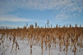 farmland in the snow