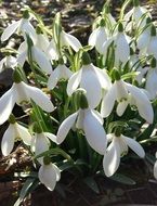 snowdrops on a forest floor in bright sunlight