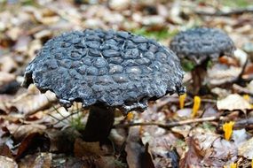 black mushrooms in the autumn forest