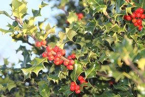Beautiful red ivy berries