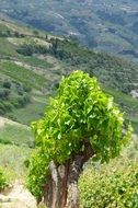 grape vines at Vineyard on hill