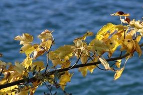 branch with colorful autumn foliage over the lake