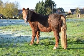brown thoroughbred horse in a meadow on a ranch