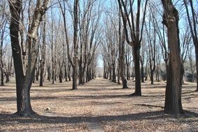 bare trees in grove at autumn