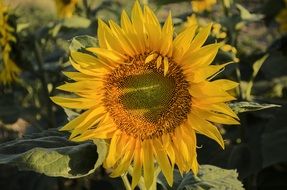 Landscape picture of summer Sunflower