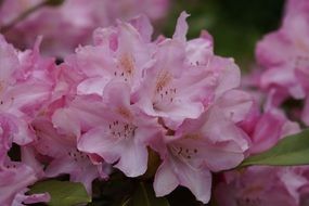 bush of pink rhododendron close-up