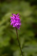 Heath Spotted Orchid or Dactylorhiza maculata