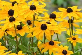 yellow summer flowers in the garden