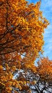 golden autumn in the park