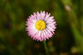 pink daisy with pointed petals close-up