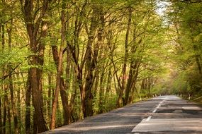 road among trees in a green forest