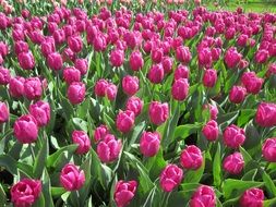 lot of purple Tulips on flower bed