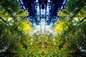 forest trees abstraction