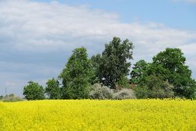 green trees at blooming Rapeseed field