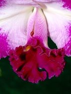 isolated Orchid Flower Bright Violet