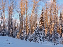 trees in snow on a hill in a forest in winter