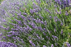 Picture of the Lavenders