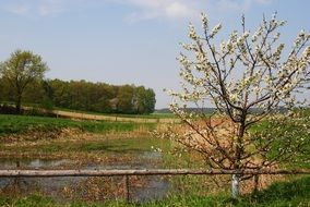 tree in spring bloom near the pond