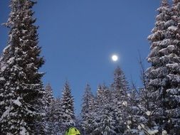 winter forest in the evening