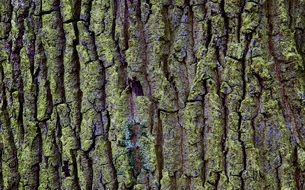 old tree with moss on it