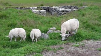 Sheep Landscapes, Norway