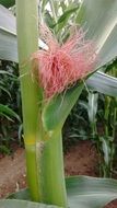 Corn Nature