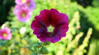 bright purple garden flower close-up