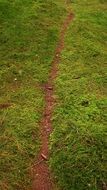 narrow Forest Path