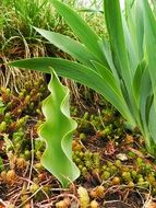 green tulip plant
