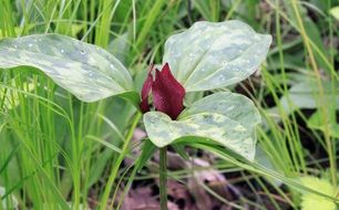 red trillium plant