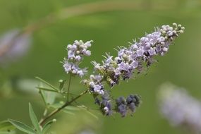 delightful delicate beauty flower